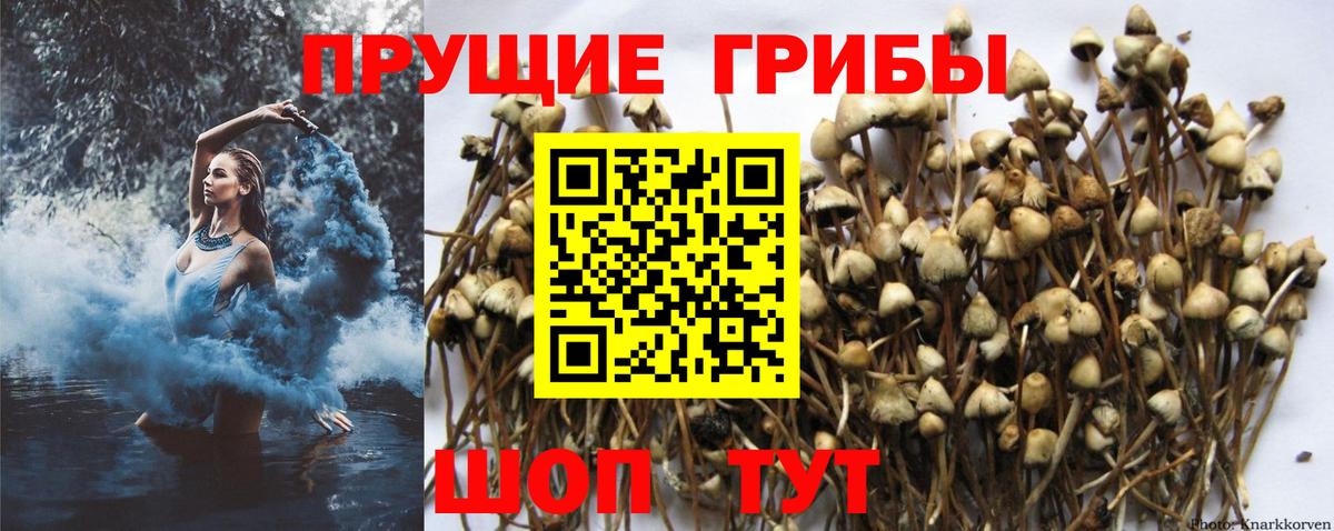 Псилоцибиновые грибы MAGIC MUSHROOMS Моздок